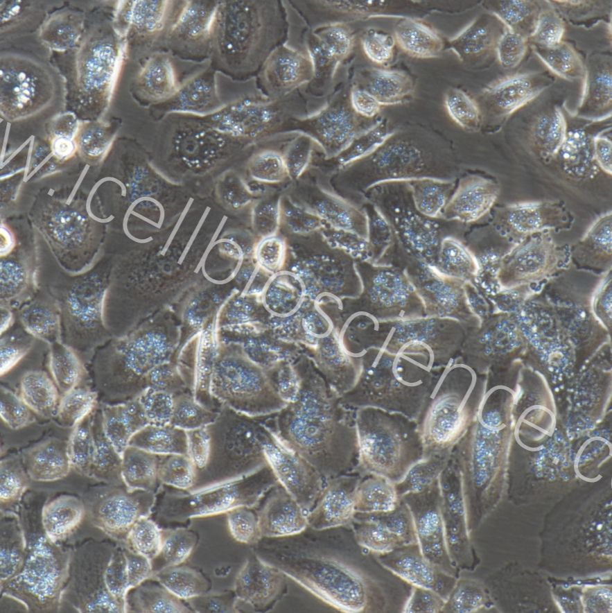 喉黏膜上皮细胞/免疫荧光鉴定/镜像绮点（Cellverse）