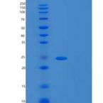 人TCEAL3重组蛋白