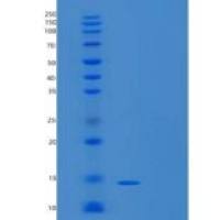 人TCEAL7重组蛋白