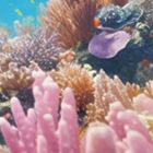 壳聚糖含量测定