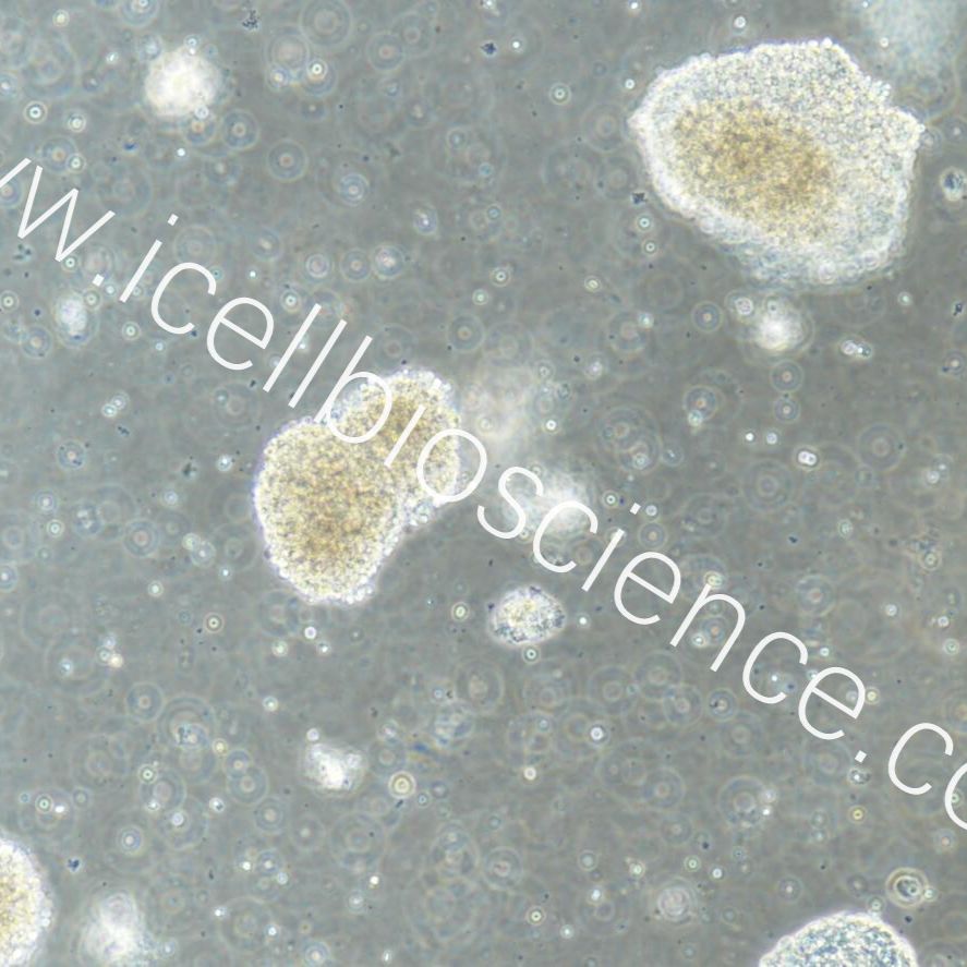 小鼠嗅球神经干细胞  免疫荧光鉴定 像绮点（Cellverse）
