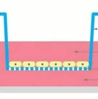 transwell迁移实验