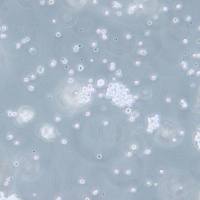 Hut-78| Hut-78细胞 | Hut78细胞 | Hut78 |人T淋巴细胞白血病细胞/STR鉴定/镜像绮点（Cellverse）