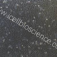 小鼠角膜基质细胞永生化/免疫荧光鉴定/镜像绮点(Cellverse)