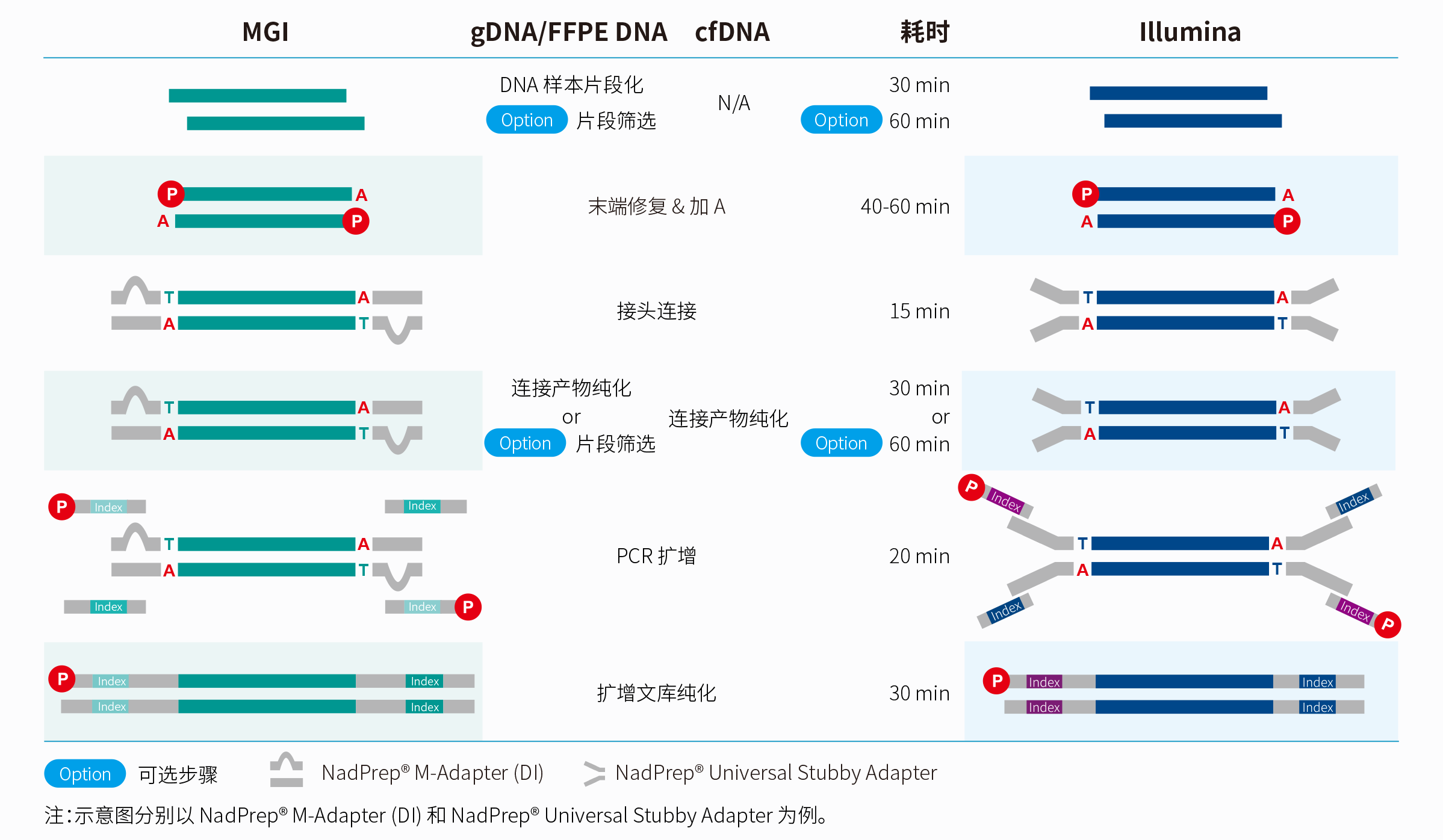 新品上线 | 文库构建试剂盒升级，轻松实现更高产出及转化率！