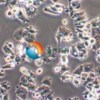 A-427人肺癌细胞