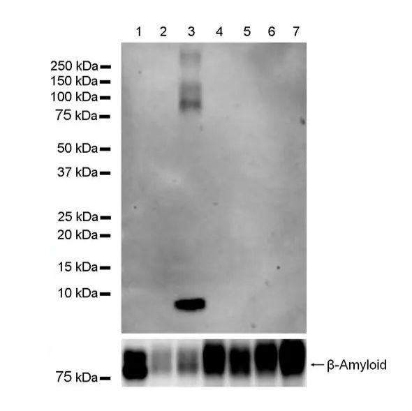 Anti-beta Amyloid 1-37