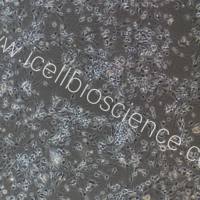 小鼠脊髓神经元细胞/免疫荧光鉴定/镜像绮点(Cellverse)