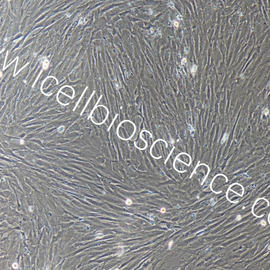 大鼠胸主动脉平滑肌细胞  免疫荧光鉴定 镜像绮点（Cellverse）