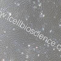 大鼠胸主动脉平滑肌细胞/免疫荧光鉴定