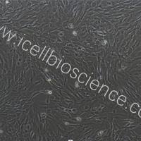 小鼠肠间质细胞永生化/免疫荧光鉴定/镜像绮点(Cellverse)