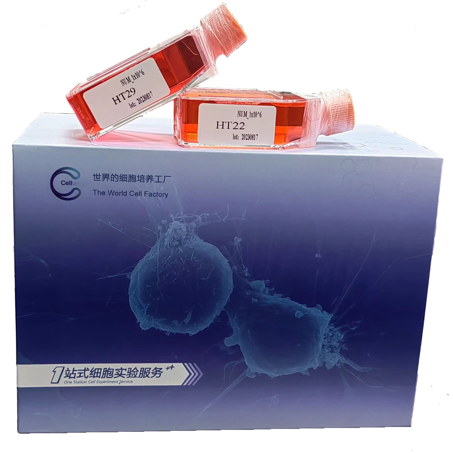 HGC-27+YFP 人胃癌细胞（黄色荧光标记）/种属鉴定/镜像绮点（Cellverse）