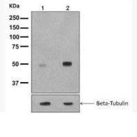Anti-Tau (phospho T231 + S235)
