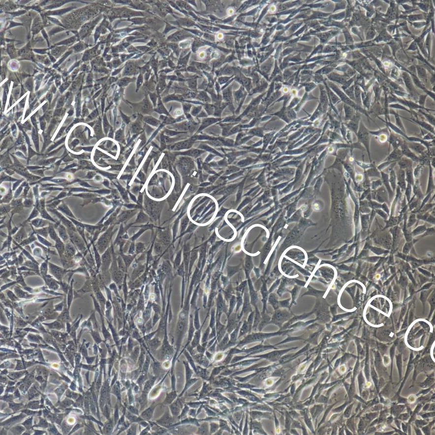 小鼠肺肌成纤维细胞  免疫荧光鉴定 镜像绮点（Cellverse）