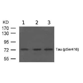 Anti-Tau (phospho S416)