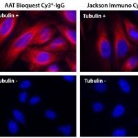 Cy3 NHS酯,钾盐  货号271