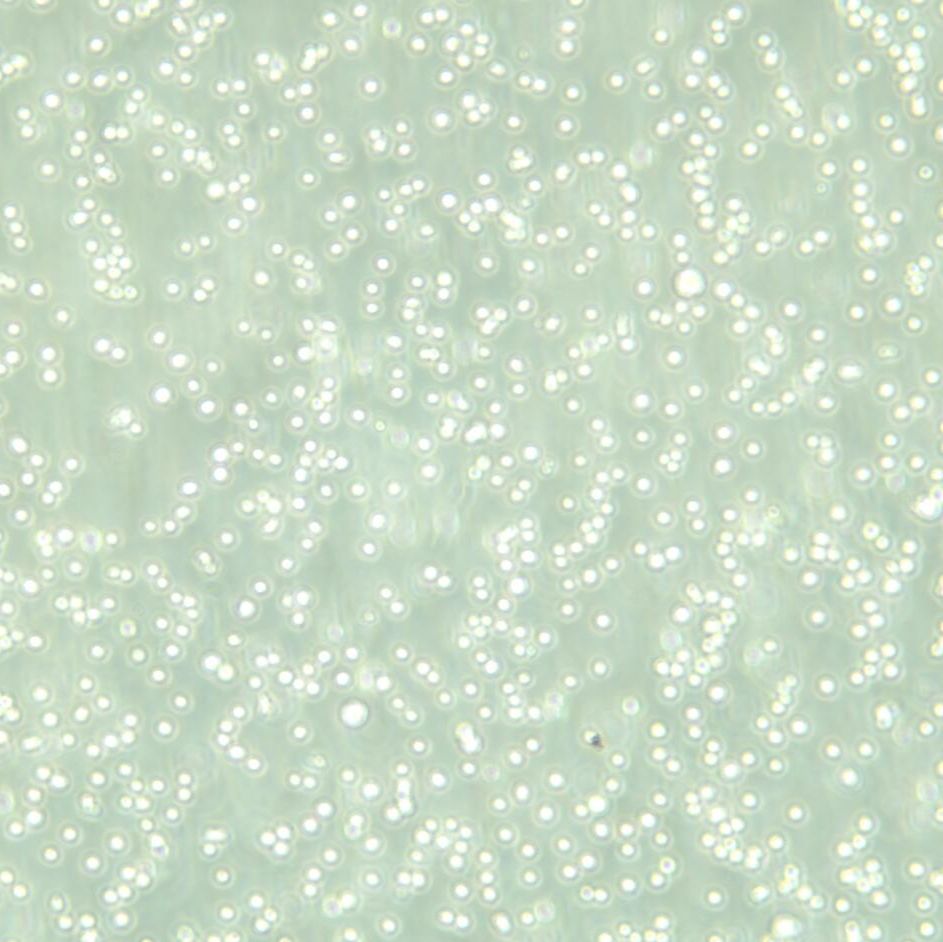 CEM/C1人急性淋巴细胞白血病细胞/STR鉴定/镜像绮点（Cellverse）