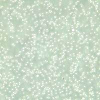 CEM/C1人急性淋巴细胞白血病细胞/STR鉴定/镜像绮点(Cellverse)