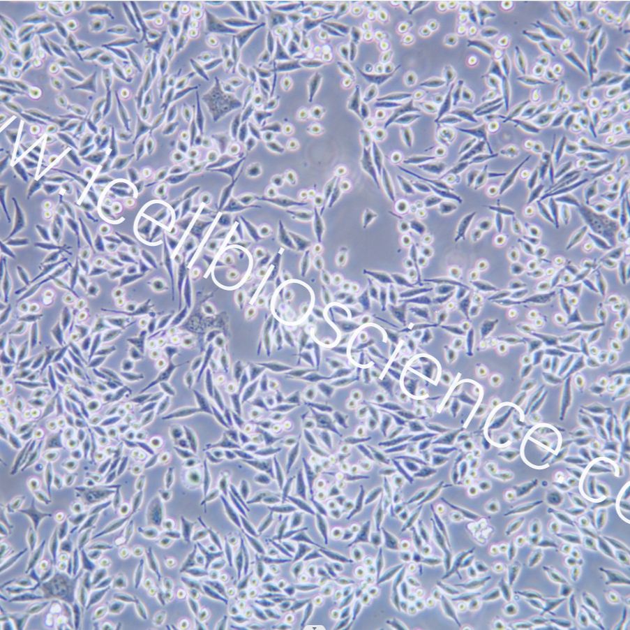 L Wnt-3A 小鼠皮下结缔组织细胞 种属鉴定 镜像绮点（Cellverse）