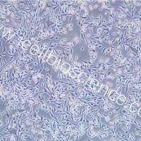 L Wnt-3A 小鼠皮下结缔组织细胞 种属鉴定 镜像绮点（Cellverse）