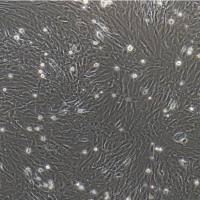 兔胰腺星状细胞/免疫荧光鉴定/镜像绮点（Cellverse）