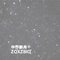 C2C12小鼠成肌细胞