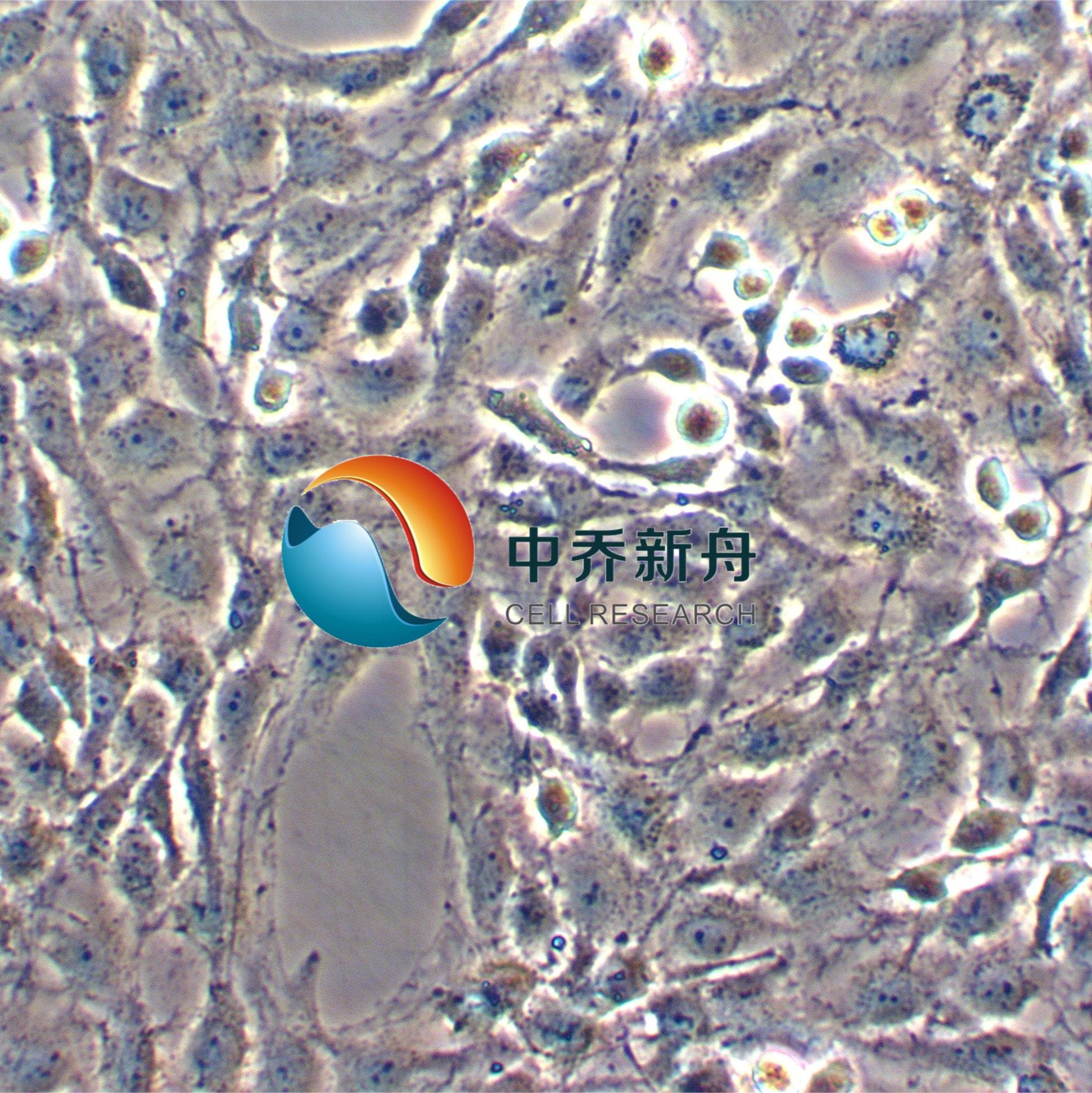 CTXTNA2 大鼠脑星形胶质细胞
