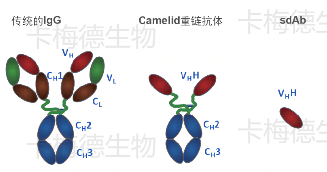 【卡梅德生物】纳米抗体的免疫原类型