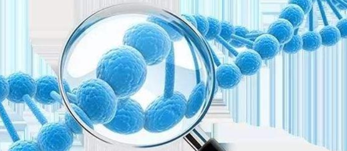 【STR鉴定】SK-Hep-1、SK-Hep-1细胞、SK-