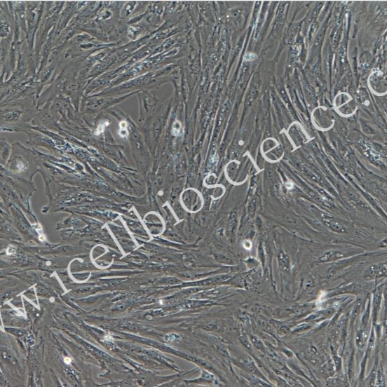 猪卵巢内膜细胞/免疫荧光鉴定/镜像绮点（Cellverse）