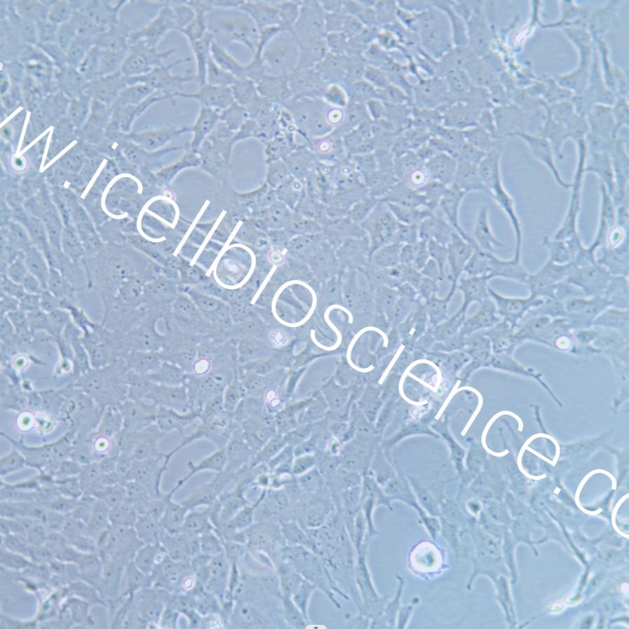 RF/6A A6猴脉络膜-视网膜内皮细胞 镜像绮点（Cellverse）