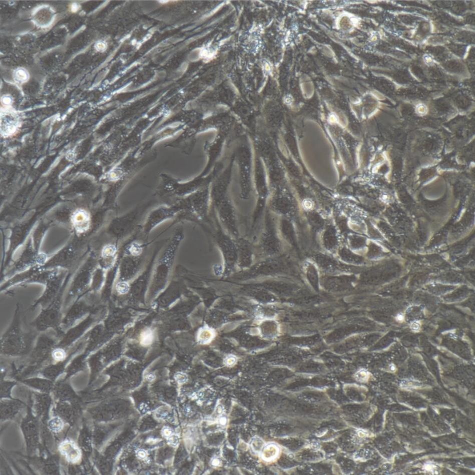 大鼠海绵体内皮细胞永生化/免疫荧光鉴定/镜像绮点（Cellverse）