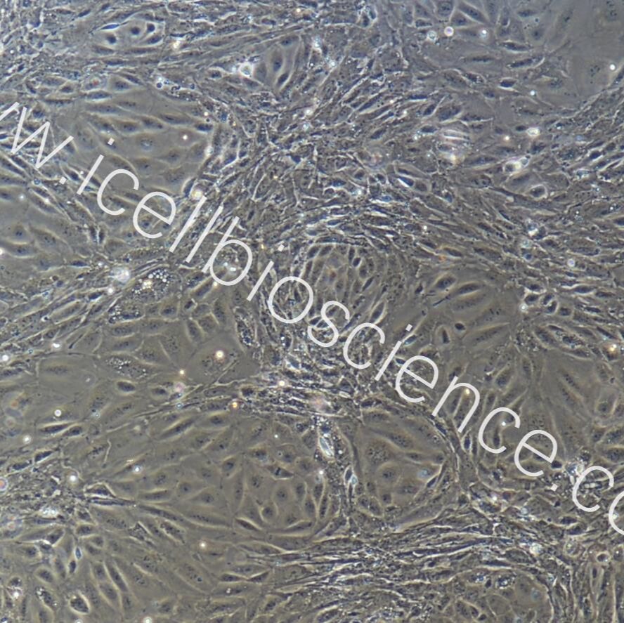 小鼠肾动脉内皮细胞  免疫荧光鉴定 镜像绮点（Cellverse）