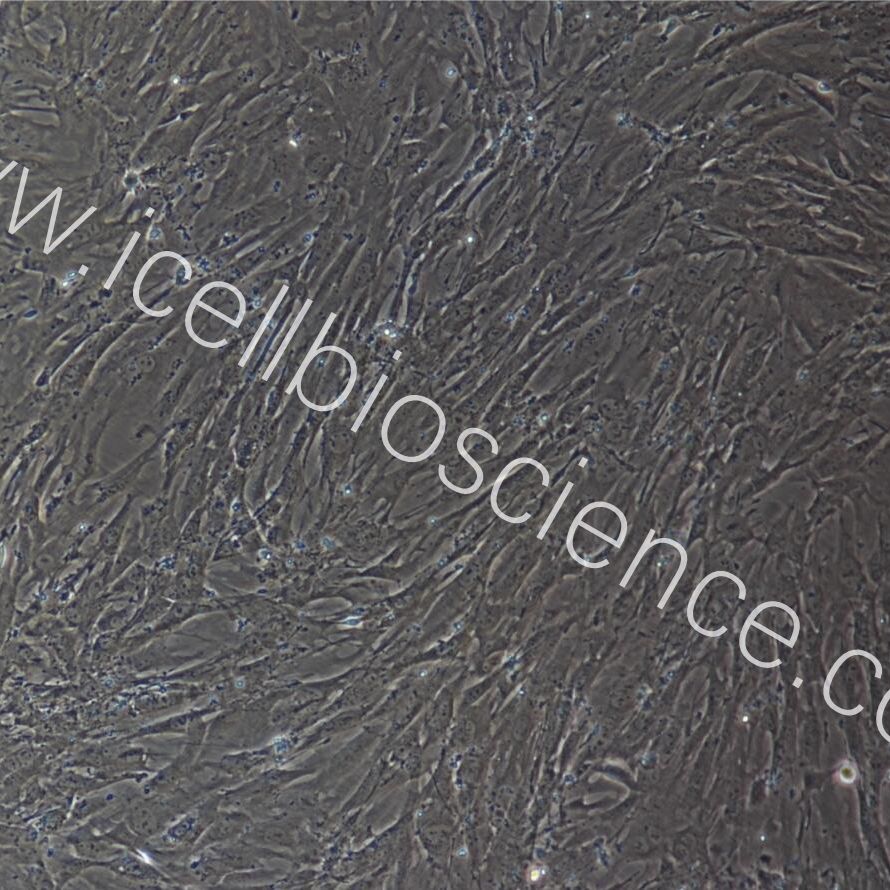 小鼠子宫内膜基质细胞  免疫荧光鉴定  镜像绮点（Cellverse）