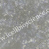 小鼠鼻腔粘膜上皮细胞  免疫荧光鉴定 镜像绮点（Cellverse）