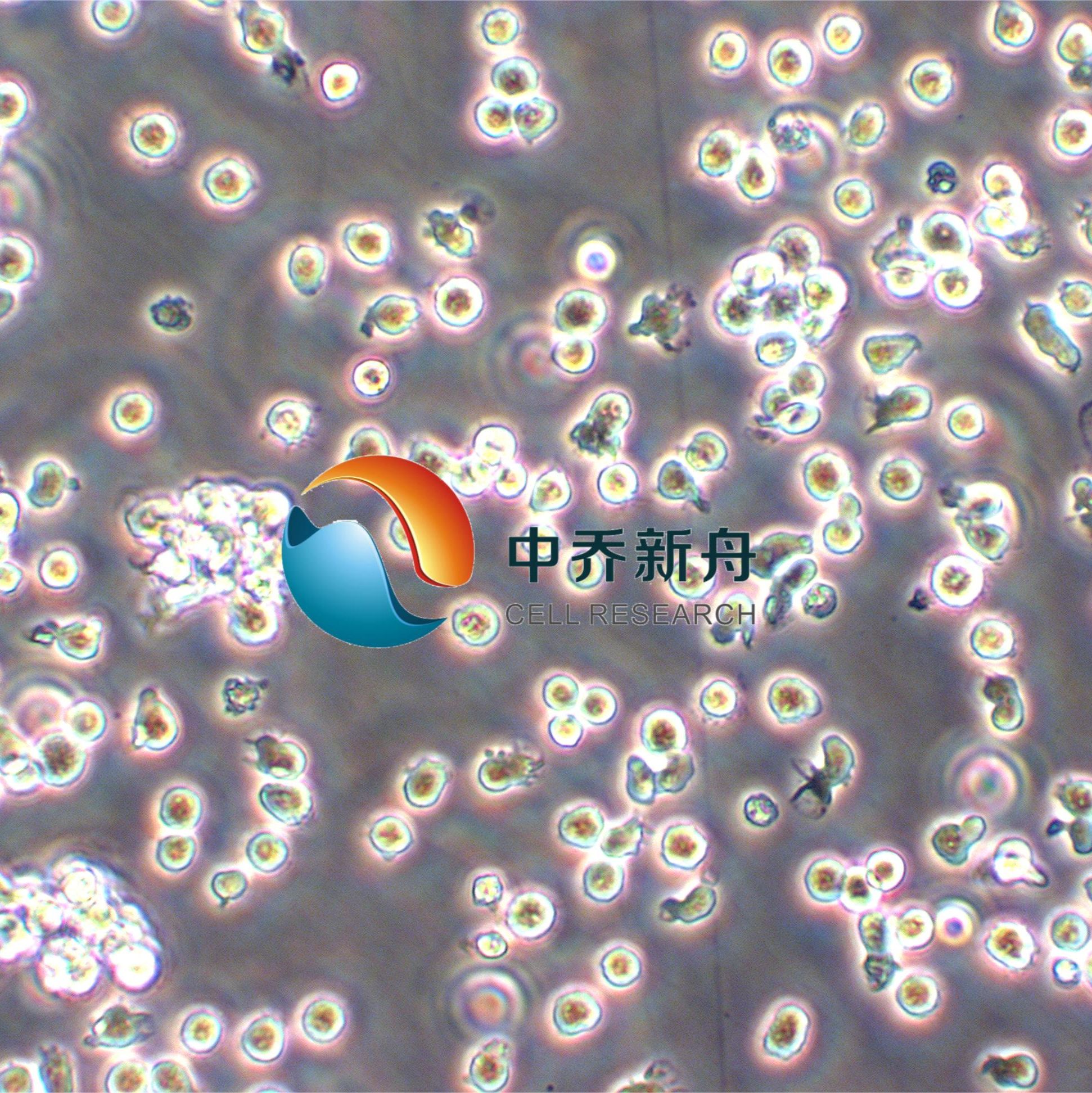 IM9人外周血B淋巴瘤细胞