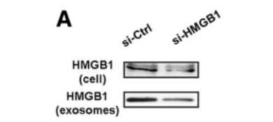 Lipo系列高效低毒细胞转染试剂
