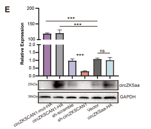 Lipo系列高效低毒细胞转染试剂