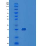 人CD147 / EMMPRIN /碱性蛋白重组蛋白