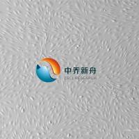 人肾小球内皮细胞