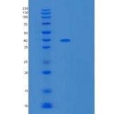 人UBLCP1重组蛋白