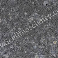 小鼠胰腺导管上皮细胞 免疫荧光鉴定 镜像绮点(Cellverse)