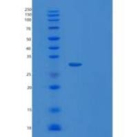 人UBE2R2重组蛋白