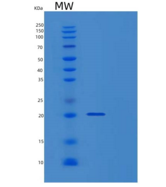 人TPPP3重组蛋白