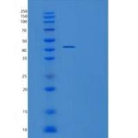 人UBE2Q2重组蛋白