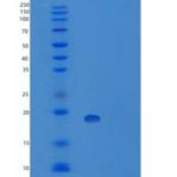 大肠杆菌肿瘤坏死因子-α人重组蛋白