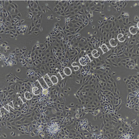 小鼠肠微血管内皮细胞/免疫荧光鉴定/镜像绮点（Cellverse）