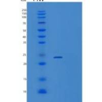 人肿瘤坏死因子受体超家族成员16重组蛋白