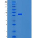 人UFD1L重组蛋白