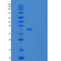 人UBE2Z重组蛋白